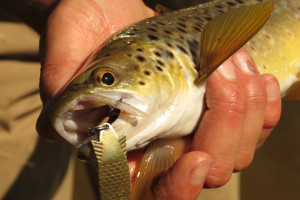 Makarewa Trout gold Toby lure