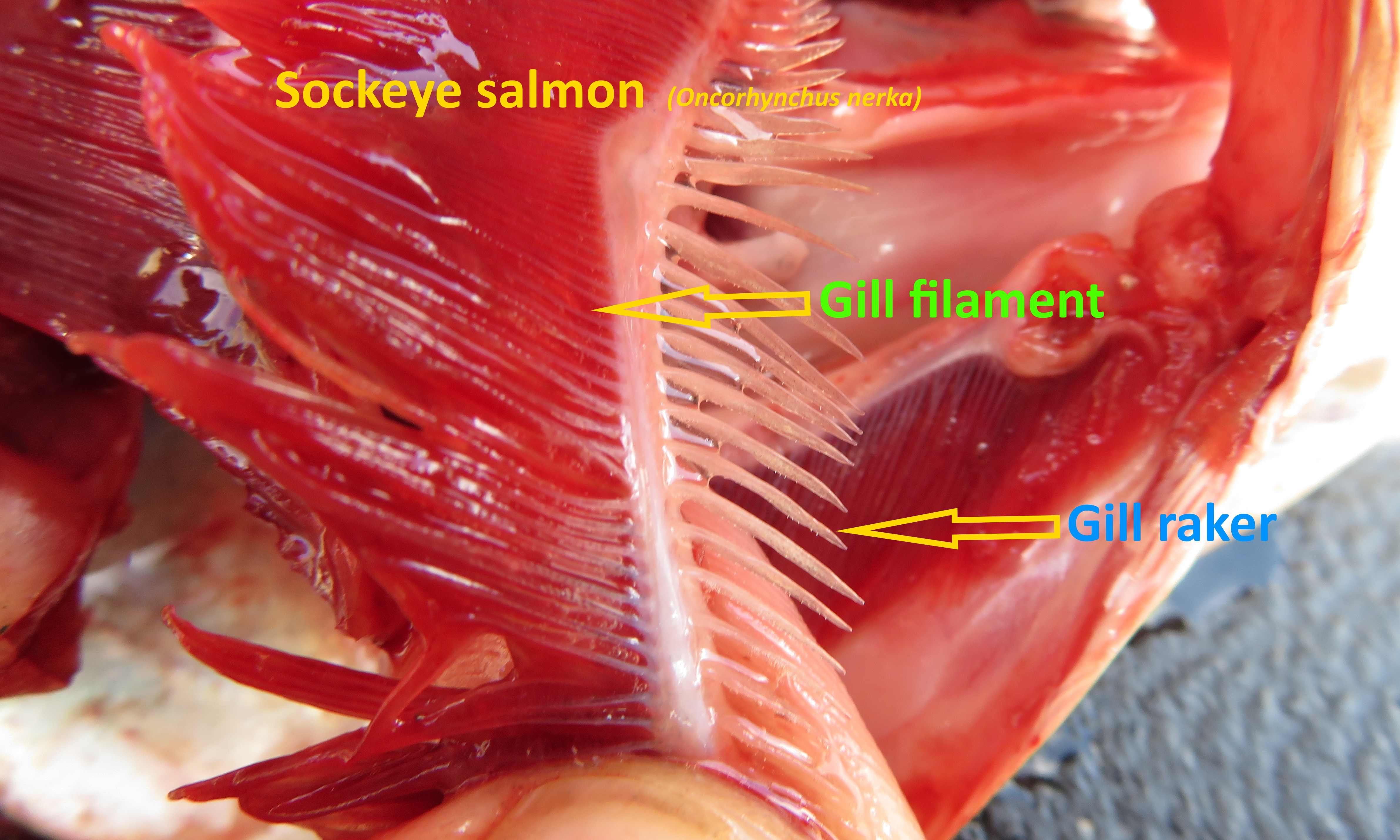 WFR1820.19 Sockeye salmon gill rakers