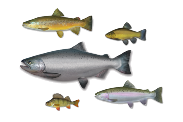 Species