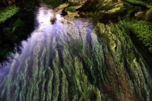 Waihou3