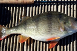Perch 1