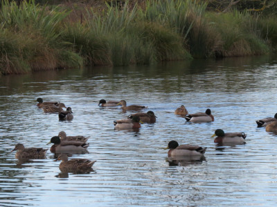 Hawkes Bay mallards