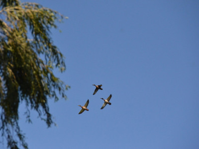 Three mallards