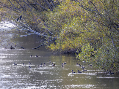 Ducks Aparima 1