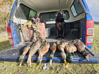 It looks like a another promising game bird season for lower North Island hunters (Copyright Hamish Carnachan)