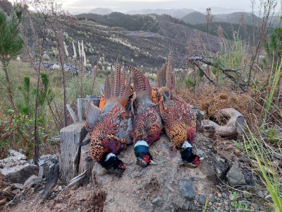 Pine pheasants 1