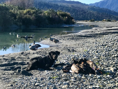 Andrew Crichton taking drakes on a late season riverbed hunt.