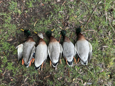 BBcsi17 'Four very well noursihed mallard drakes harvested from the Waitaki River Catchment'   credit Blake Harper