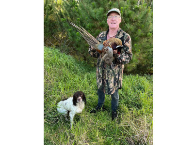 Waipu pheasant 1