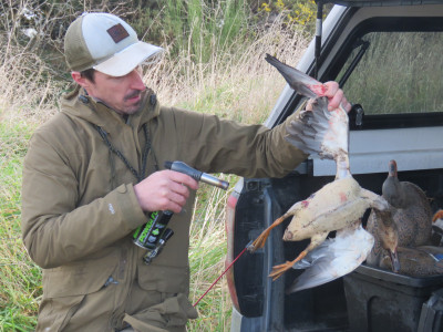 Ben singes mallard with