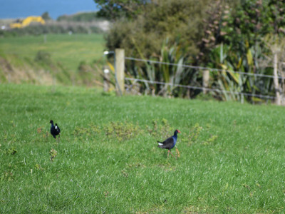 Pukeko