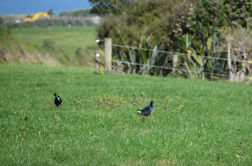 Both Barrels July 2026 - Taranaki