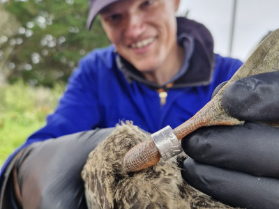 BBcsi11 ‘Hamish Stevens banding a mallard’