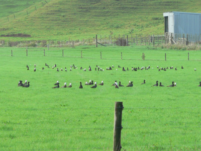 Farmers have been reporting good mobs of parries on recovering hay paddocks