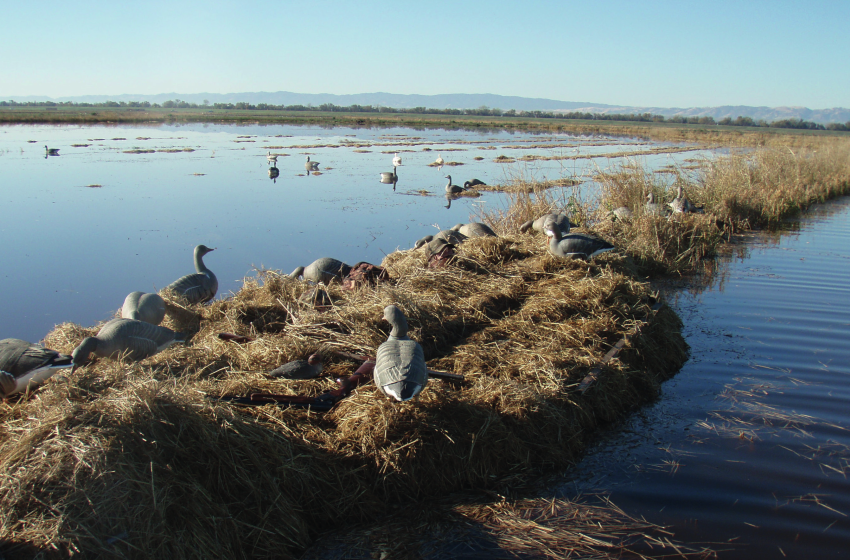 Californian Connection to Kiwi Waterfowling