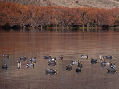 10 decoy rigging paul stenning