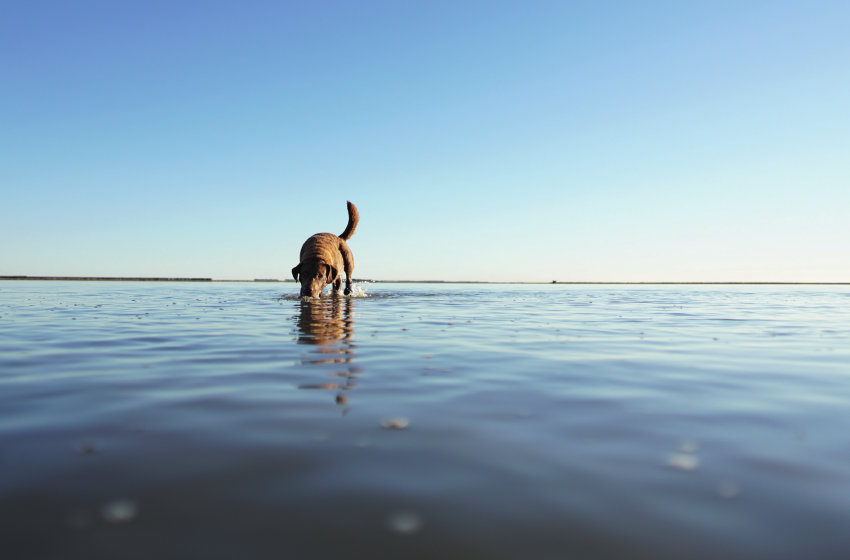Your Most Important Prep: Pre Season Gundog Training