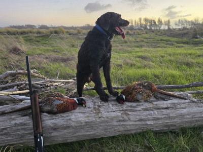 Matt Diederich's Chesky Fousek 'Nero' with a brace of Rangitikei roosters