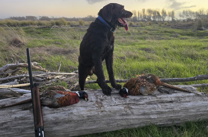 Wellington/Taranaki Weekly Hunting Bulletin - 14 May 2026
