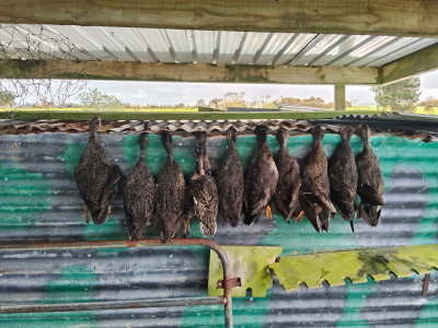 Ian Phillips managed a limit bag of Ringplain mallards taking last weekend along with 14 Canda geese