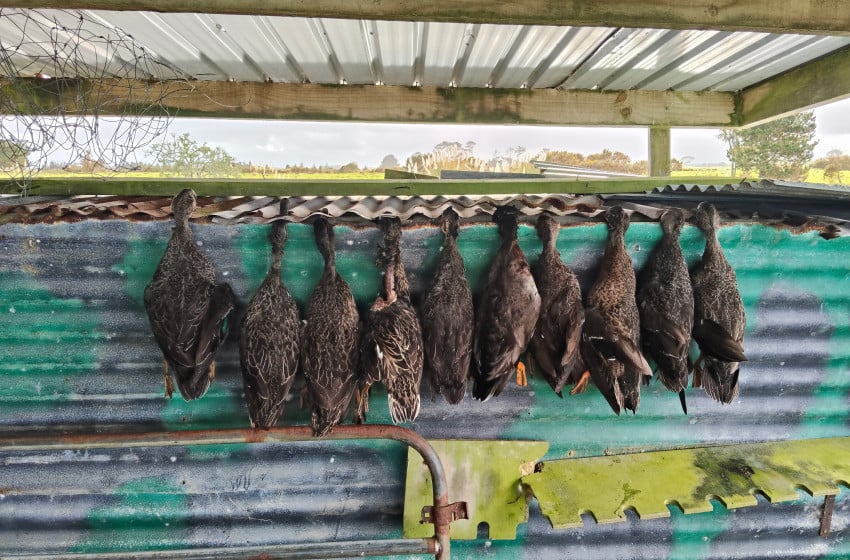 Wellington/Taranaki Weekly Hunting Bulletin - 18 June 2026