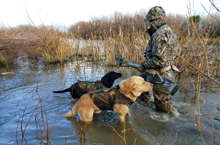 Wellington/Taranaki Weekly Hunting Bulletin - 22 April 2026