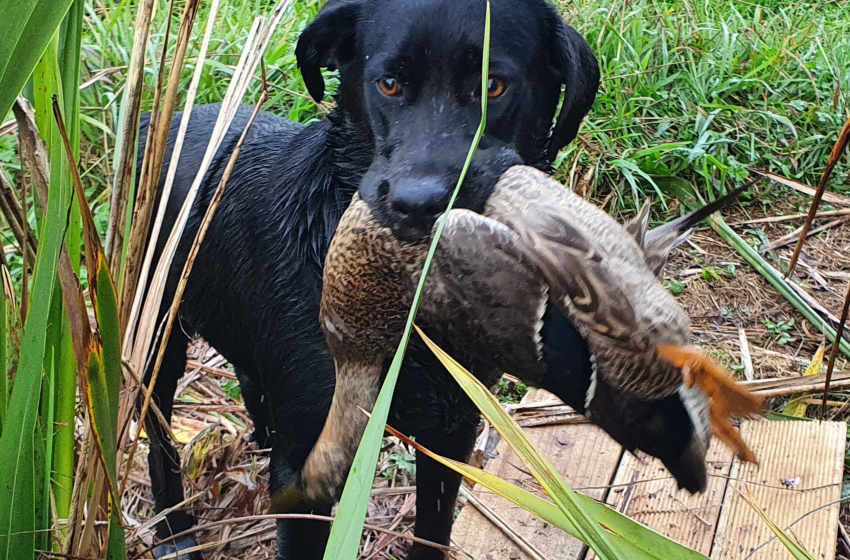 Wellington/Taranaki Weekly Hunting Bulletin - 4 June 2026