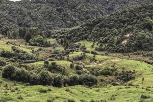 Ideal pheasant country.jpg 1