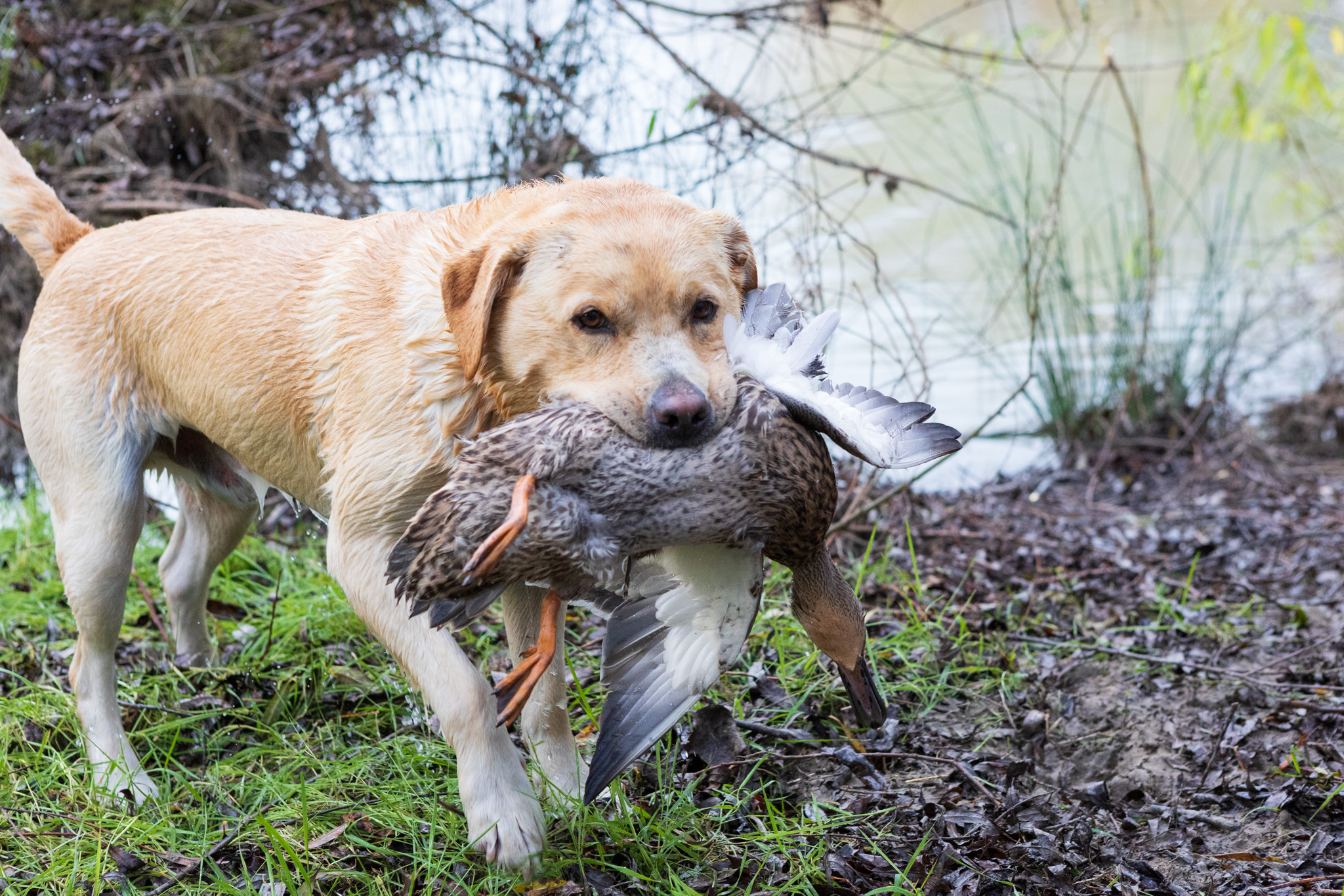 Dog with duck Duke 2