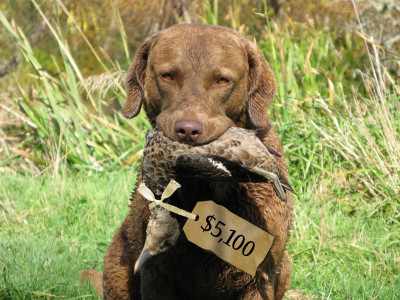 AW 1 Grey teal price tag photo