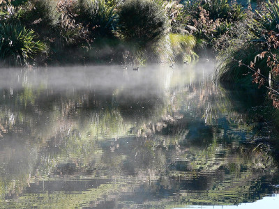 TBB1 Aug19 Mallards enjoy the morning sun on a wetland east of Stratford.