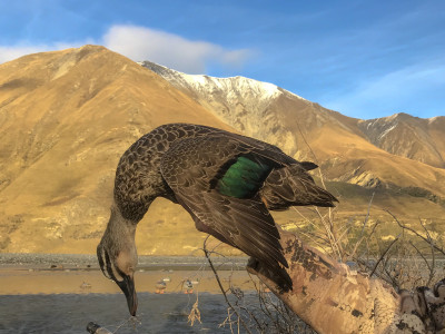 Grey duck credit Geoff Irvine