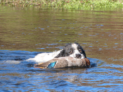 The Best Duck Hunting Of The Season Is Just Beginning