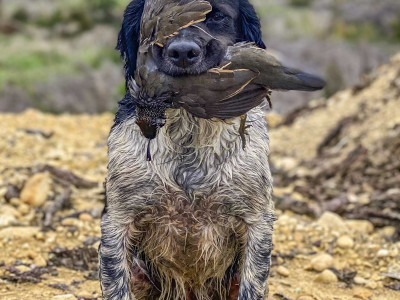 Jack Gauld Quail