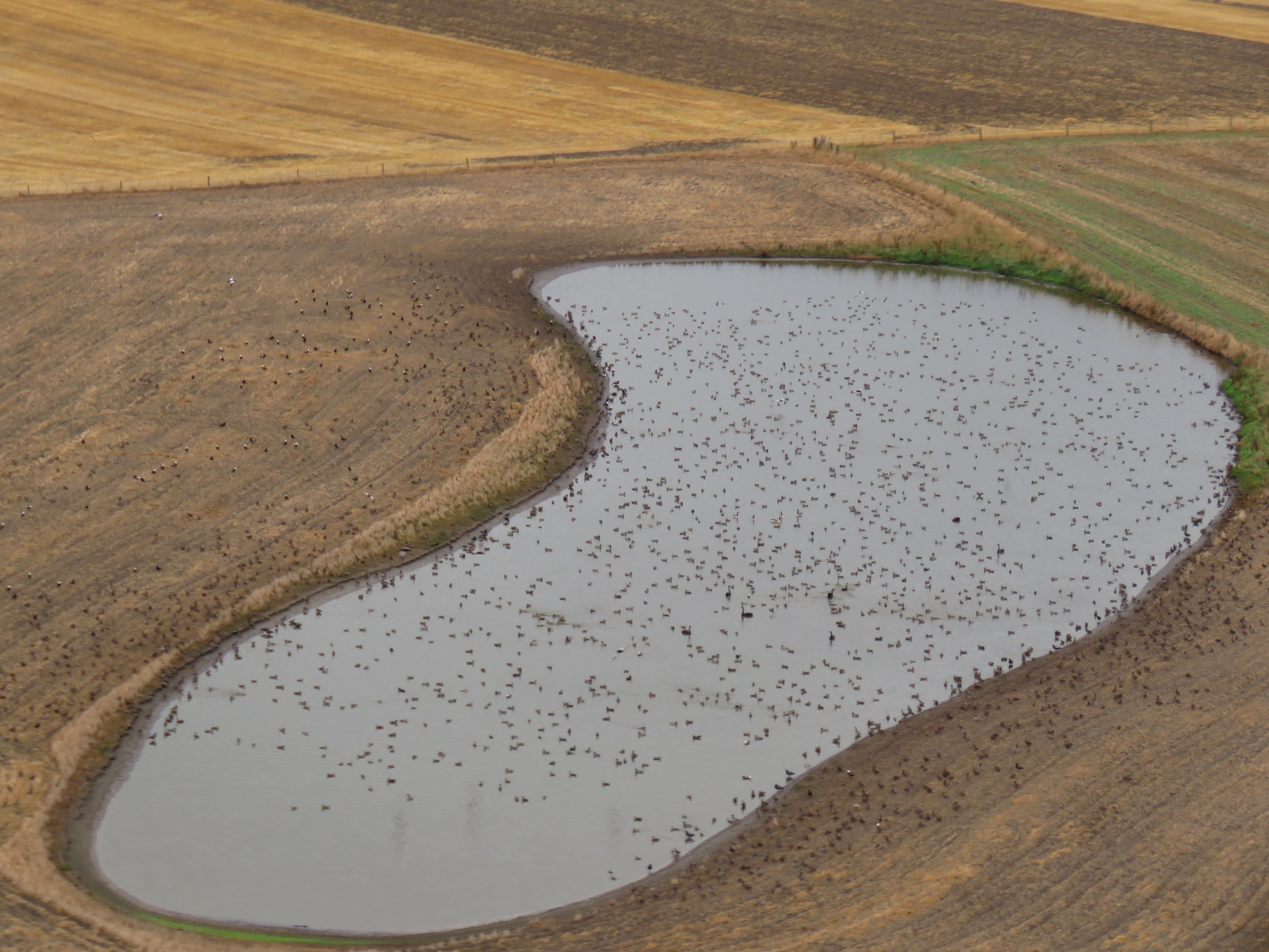 CSI APRIL BB 2 hundreds of game birds congregate on a pond near harvested crops South Canterbury March 2019 credit R Adams 