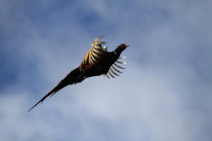 Pheasant in Flight Smaller