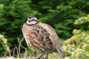 Bobwhite quail