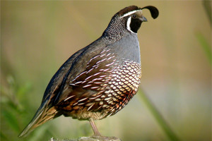 California Quail2