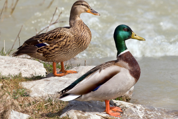 BB 4 Mallard