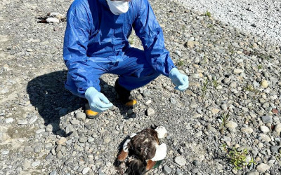 MPI bird flu
