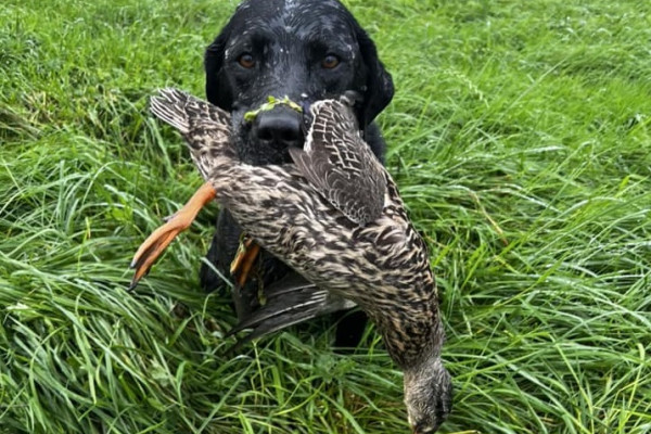 Dog