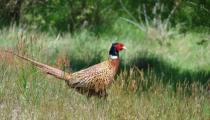 cock pheasant small
