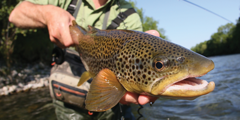 3 Fishing Comp