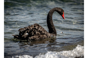 Black swan