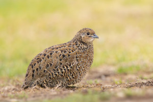 Brown Quail Caiden Binzegger