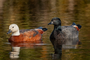 Paradise Shelduck DTP 0143