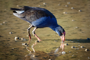 Pukeko