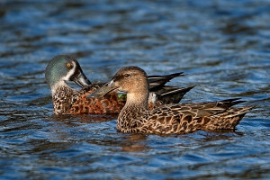 Shoveler DTP 0121